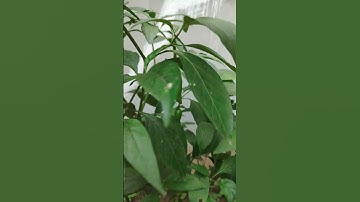 tác dụng của lá ớt  #shortvideo #loilethanh #food #thaoduoc