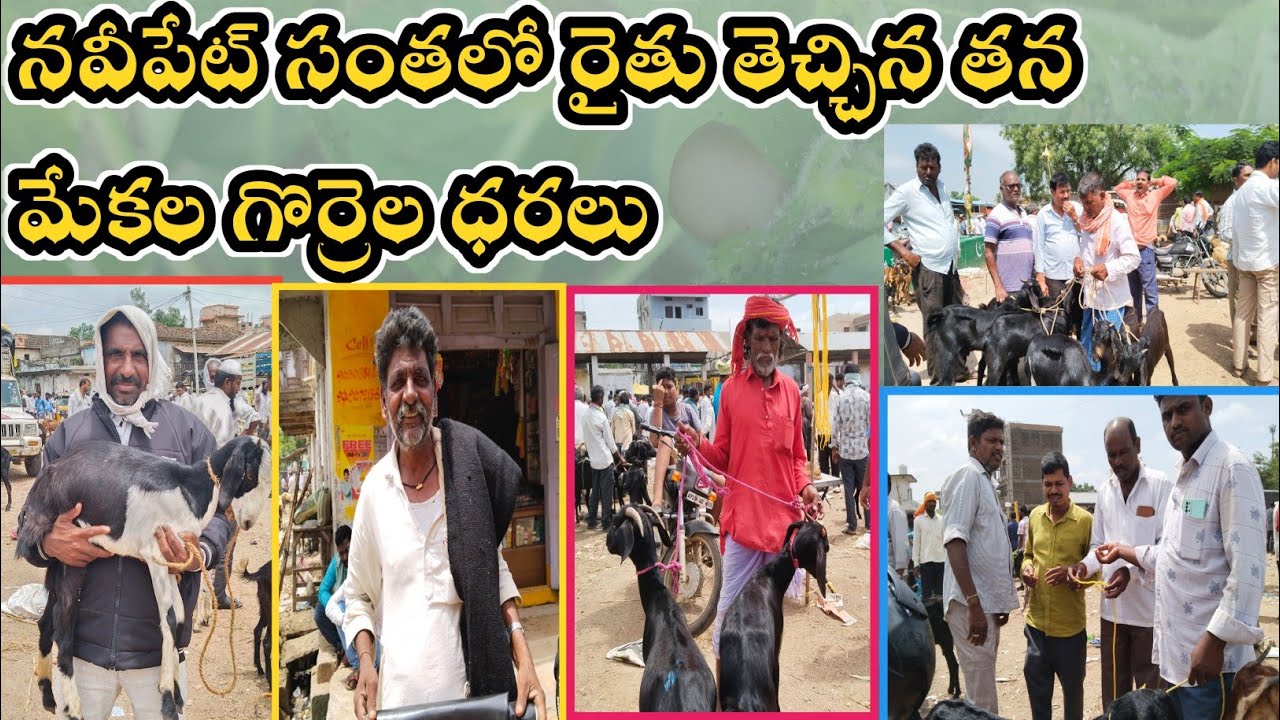 నవీపేట్ సంతలో రైతులు తెచ్చిన తన మేకల గొర్రెల ధరలు || Goat and sheep market rates ||#sheepgoatfarming