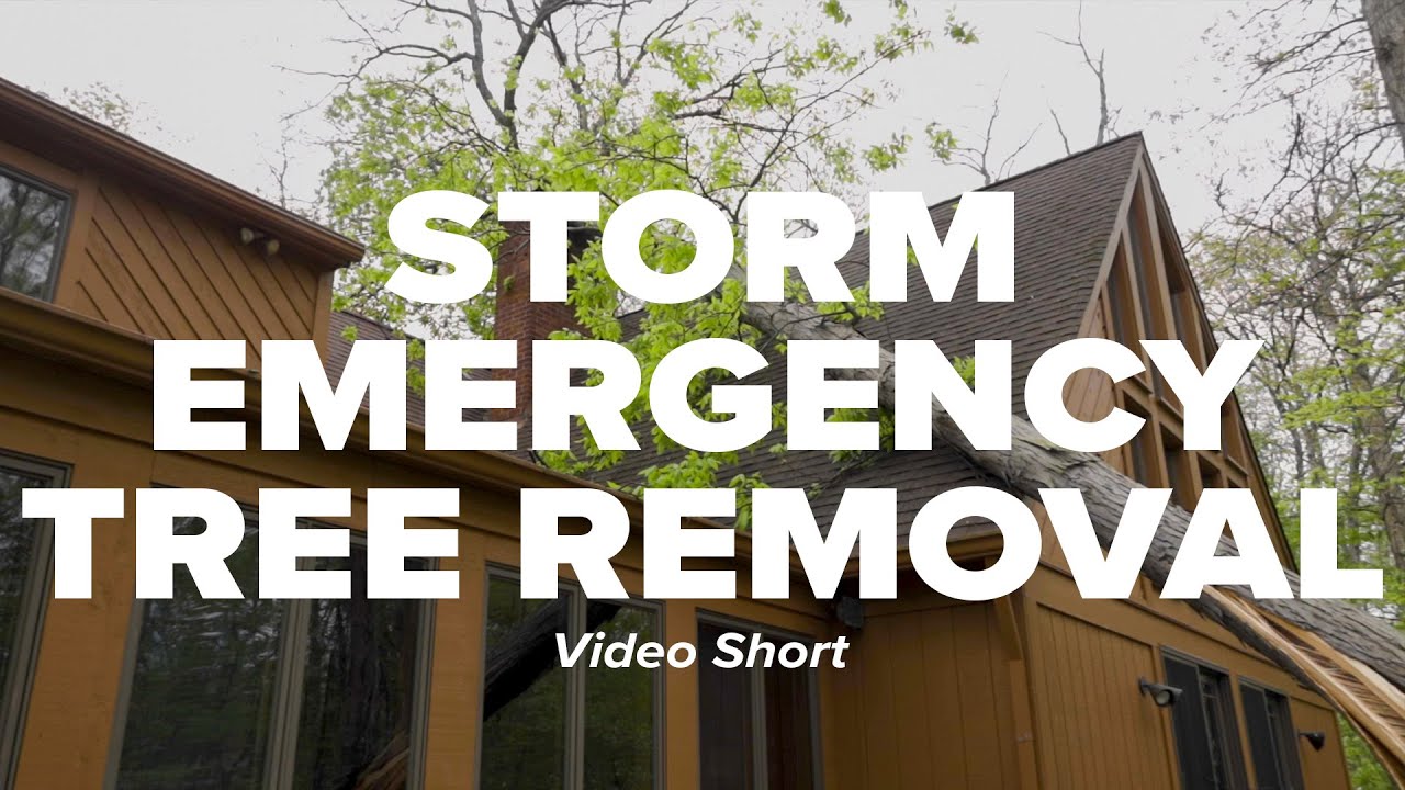 Storm Emergency Tree Removal Short - YouTube
