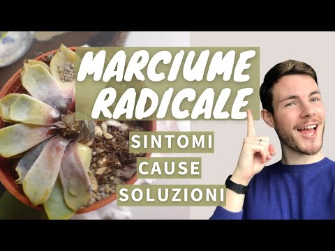 Video: Riparazione del marciume delle radici del cactus: cosa fare per i sintomi del marciume delle radici del cotone dei cactus
