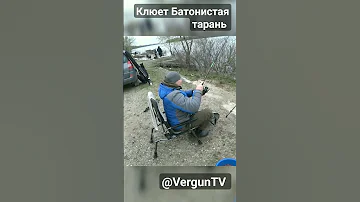 Клюёт батонистая тарань! #рыбалка #verguntv #рыбалка_в_каменском #река_днепр #fishing #тарань