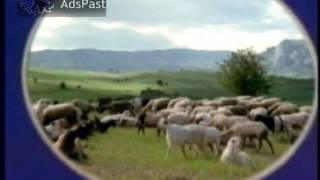 1997 Φετα Φαγε