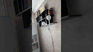 Https:youtube.co/?Si=Ghf2Hysglpqthffm