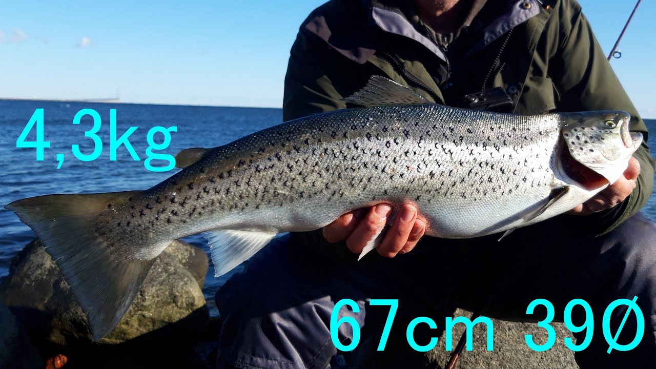 4,3kg Havørred Marts 2020 figth