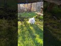 #bunnies #happy #cute #funny #einstein #flecki #garden #sunny #tavşanlar
