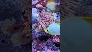 Sea Life in Bangkok Thailand Part 3