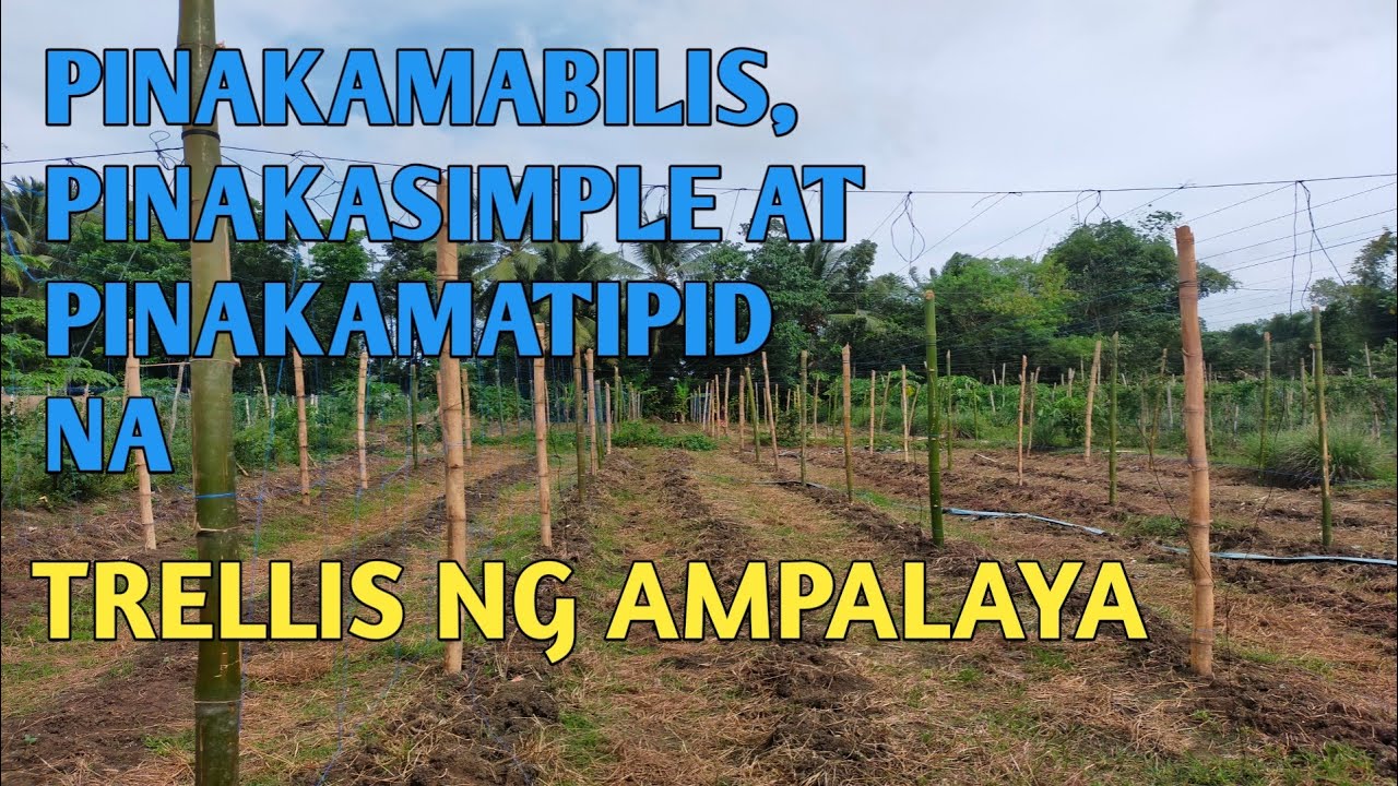PAANO GAWIN ANG PINAKAMABILIS AT PINAMATIPID NA BALAG/TRELLIS NG AMPALAYA?