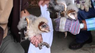 Barn Owl Banding 6 2 2015