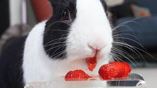 Bunny eating berries ASMR
