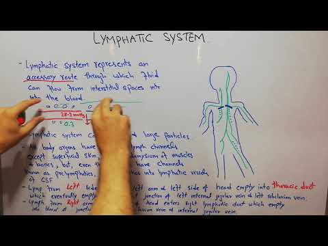 CVS physiology 88. Lymphatic system, thoracic duct, right lymphatic duct, prelymphatics