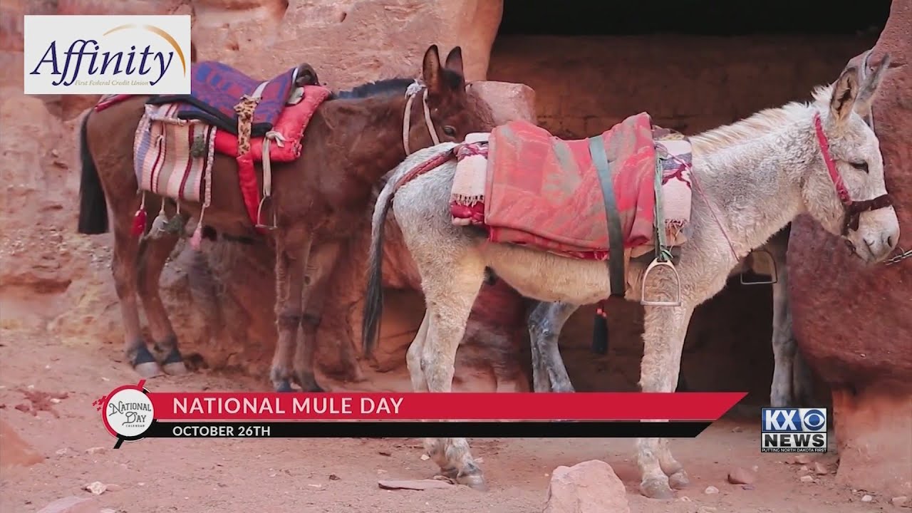 NATIONAL DAY CALENDAR National Mule Day YouTube