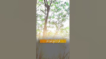 استمعوا لما تيسر من سورة الأنعام بصوت للشيخ أحمد عيسى المعصراوي تلاوة تتجلى فيها معاني الإيمان