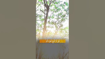 استمعوا لما تيسر من سورة الأنعام بصوت للشيخ أحمد عيسى المعصراوي تلاوة تتجلى فيها معاني الإيمان