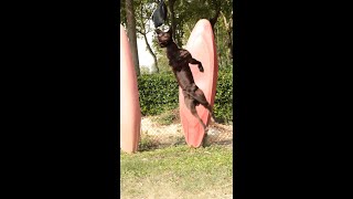 Yoda - Staffordshire Bull Terrier - High Jump
