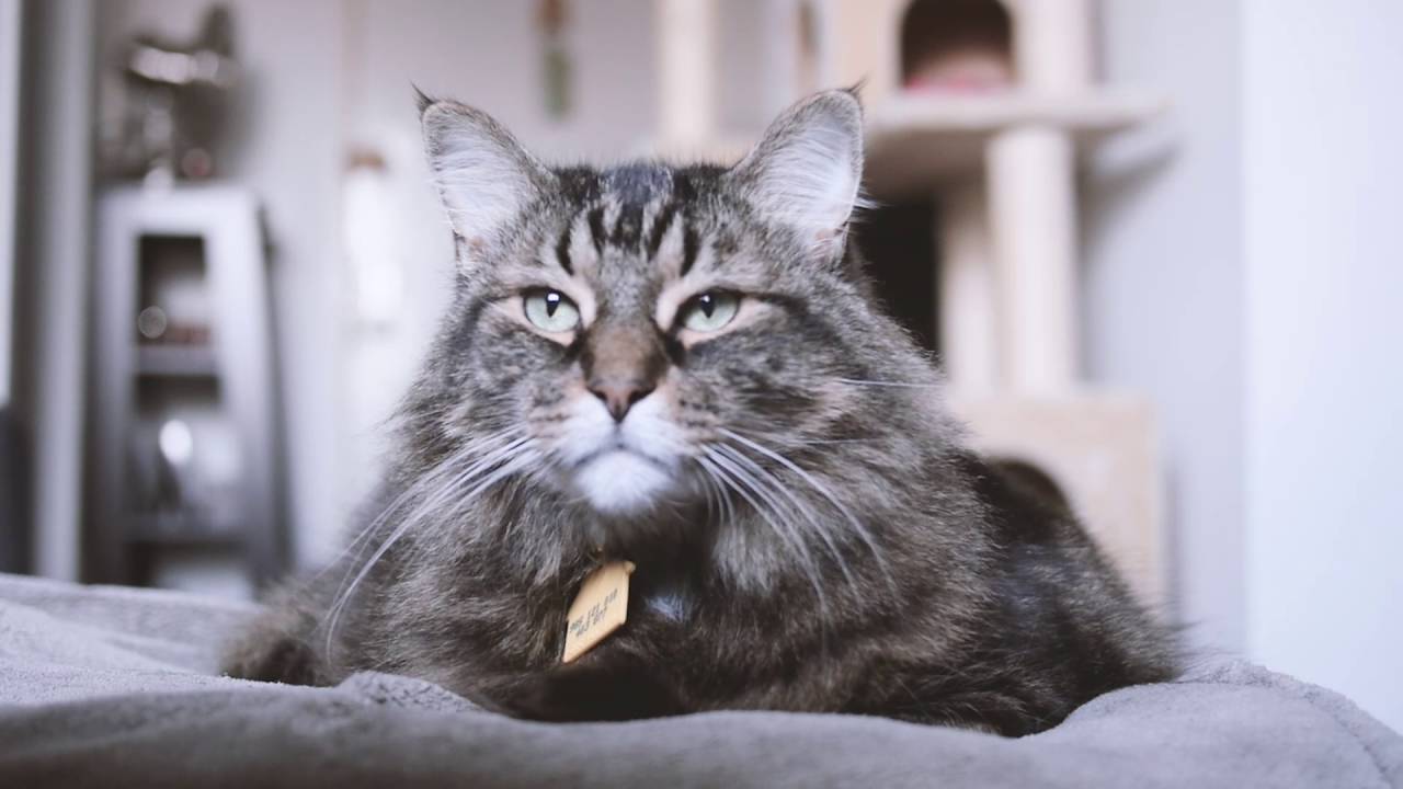 Felines of New York: Cat Talk - Marshmallow - YouTube