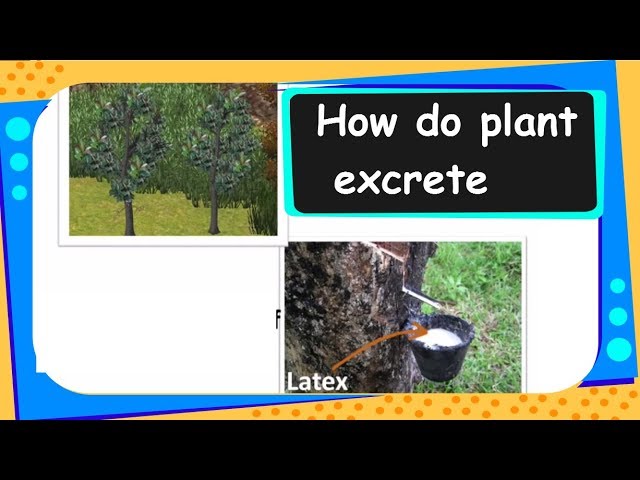 Science - How do plants excrete - English - YouTube