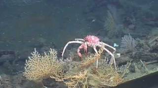 Lophelia Ii 2009 Green Lantern Wreck