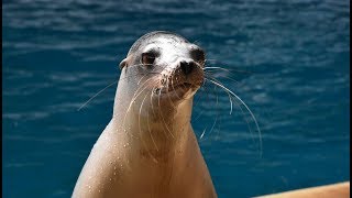 California sea lion trainer, kristen waddell joins us to explain some
of the purposes vocalizations that includes barking, grunting an...