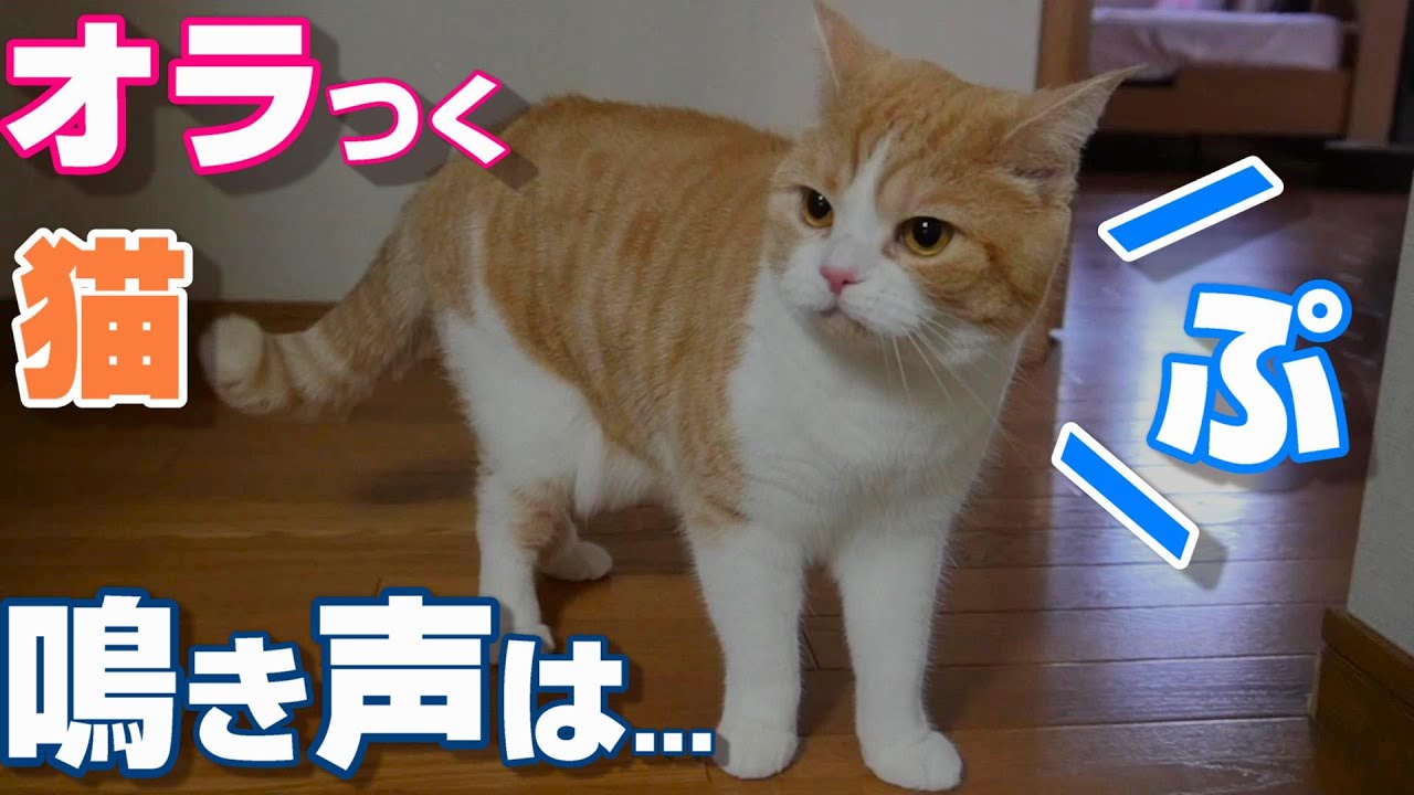 気難し屋の猫　Ultra Pro　Grumpy Cat Ultra Pro Deckbox Grumpy Cat Cozy C12 Card Game for sale