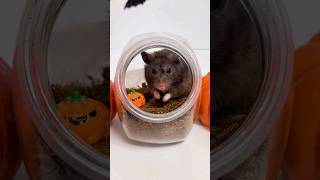 Hamster Is Ready For Halloween