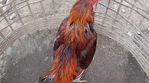 Coj nej mus saib kuv cov qaib sib ncaw