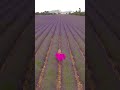 FRANCE LAVENDER FIELD 💖💜DRONE FILMING! WITH A VIEW OF THE ALPS🏔 #Provence #shorts #travelblogger