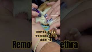 Huge Stone From The Urethra Of A Female Guinea Pig! #guineapig #pets #animals #rescue