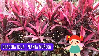 PLANTA DRACENA ROJA - MUÑECA - CUIDADOS CONSEJOS