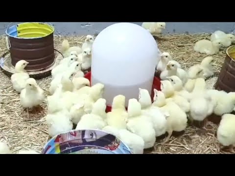 اليوم الثانى من عمر الكتاكيت من أهم الخطوات اللى لازم تعملها لرفع المناعة وتحويل الوزن والتسمين