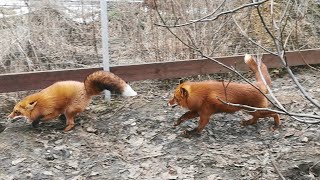 Alf the Fox and Foxie chasing each other