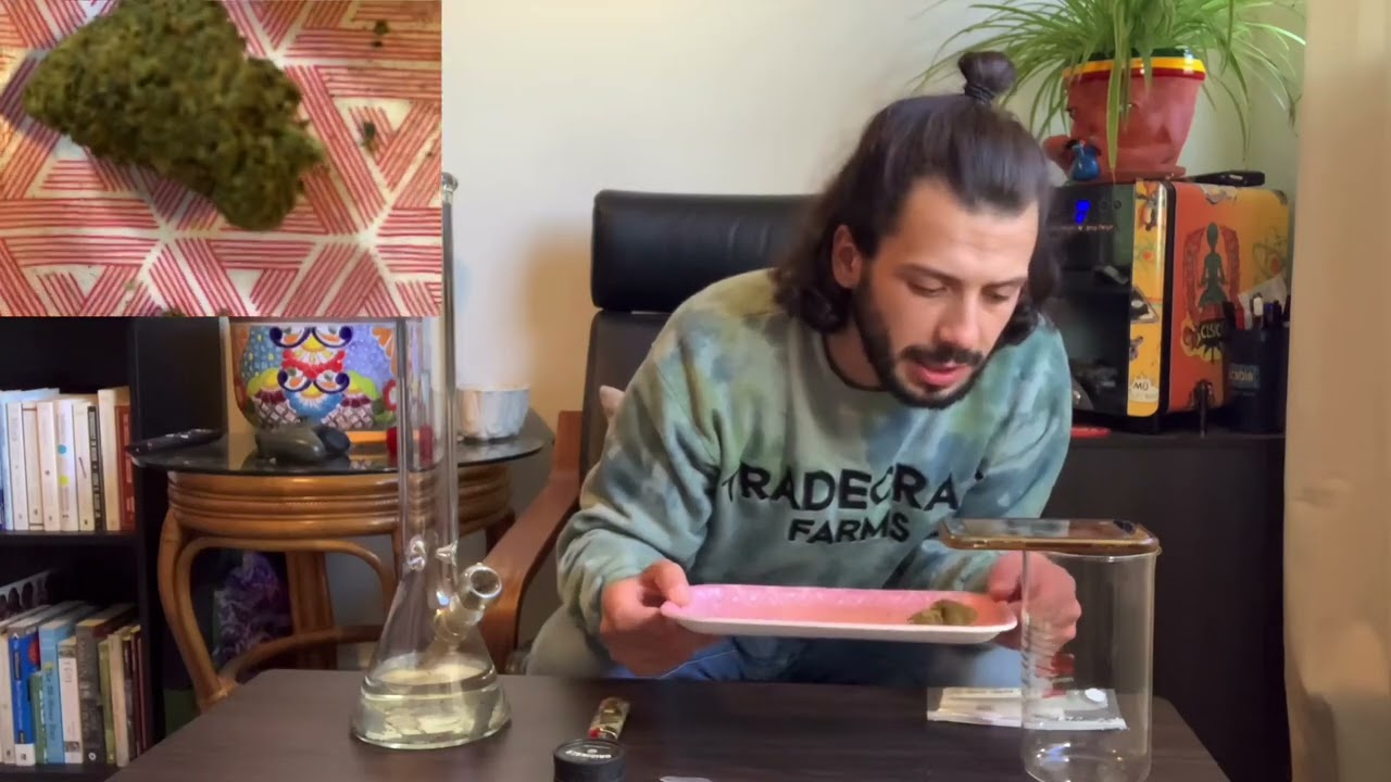 Cannaloupe Haze strain review