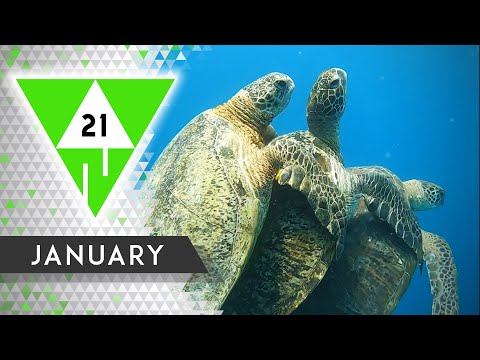WIN Compilation JANUARY 2021 Edition | Best videos of the month December