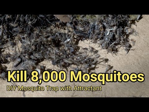 mosquito-trap-diy-8-000-mosqui