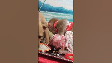 play with My friend happy life  #animals #youtube #cute #shortsvideo #shorts #viral #viralvideo