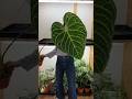 Ma collection d’Anthurium 🪴