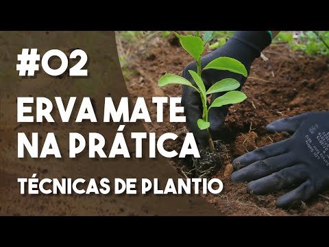 Vídeo: O que é erva-mãe - como cuidar de plantas de erva-mãe