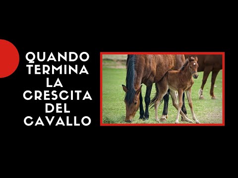 Video: Svelare I Primi Passi Chiave Nella Patogenesi Dell'herpesvirus Di Tipo 5 (EHV5) Equino Usando Modelli Equini Ex Vivo E In Vitro