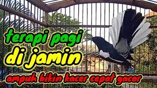 terapi pagi dijamin ampuh bikin kacer bahan cepat bunyi dan gacor bikin nyaut semua jenis # kacer