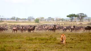 Wildebeest Migration: Unsung Heroes of the African Plains! 🐃