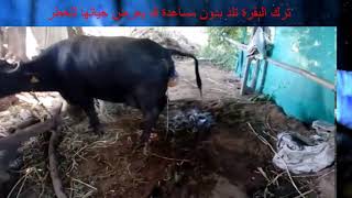 ولادة البقرة بدون مساعدة البيطري   YouTube