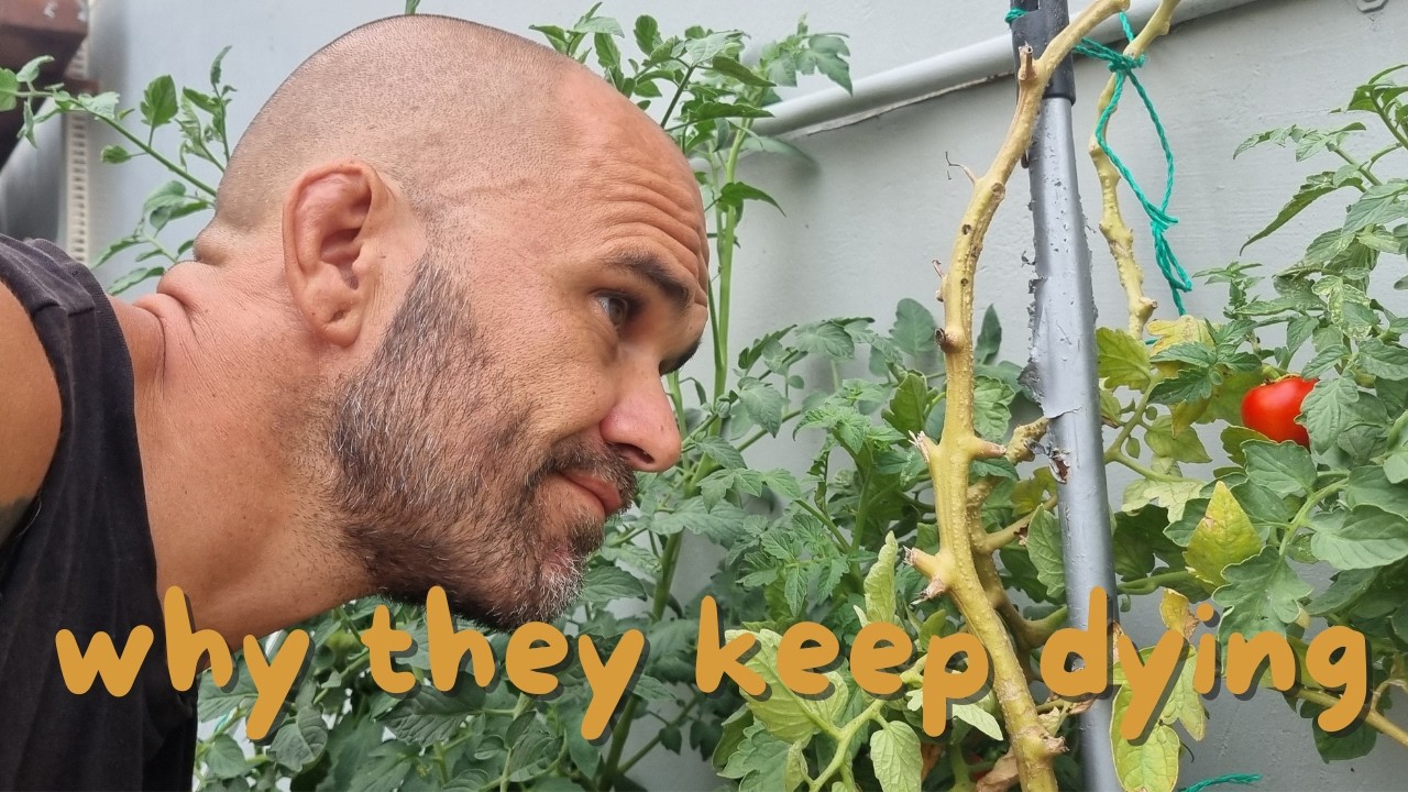 urban gardening mistakes that kill your plants (beginner guide)