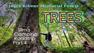 The Trees of Joyce Kilmer: Slim&#39;s Camping Roadtrip Part 4