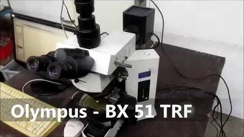 Olympus - BX 51 TRF