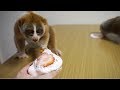 生いちご大福なスローロリス（こじろ＆りんころもち）#181