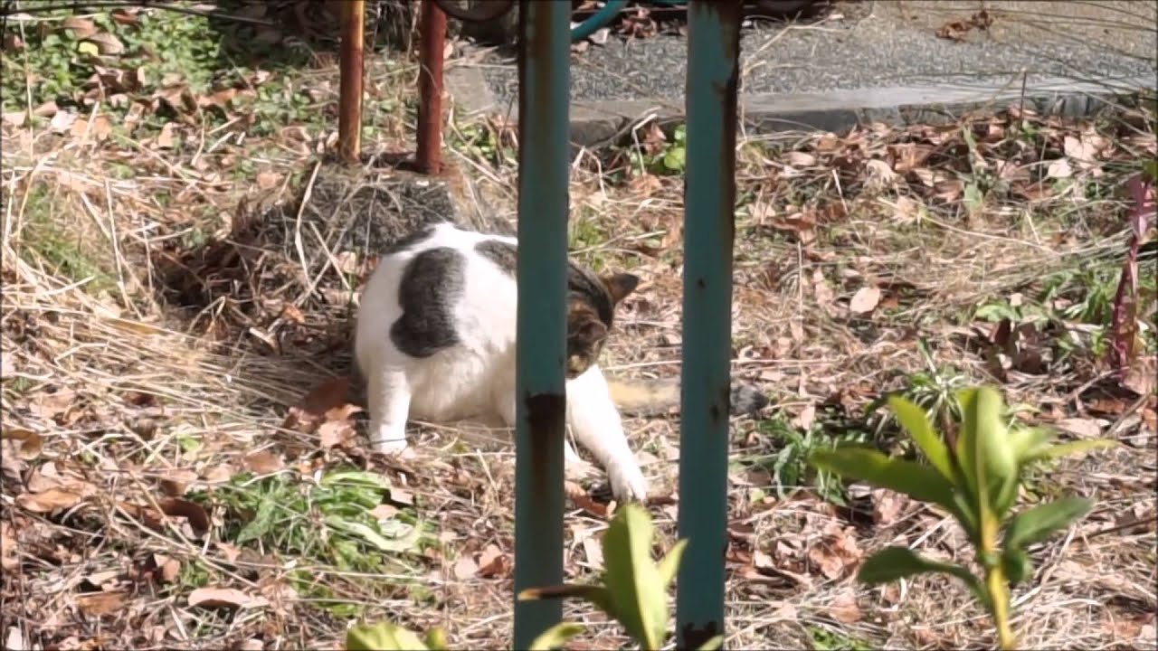 おばちゃん猫を追跡してみた Youtube おばちゃん猫を追跡してみた Youtube