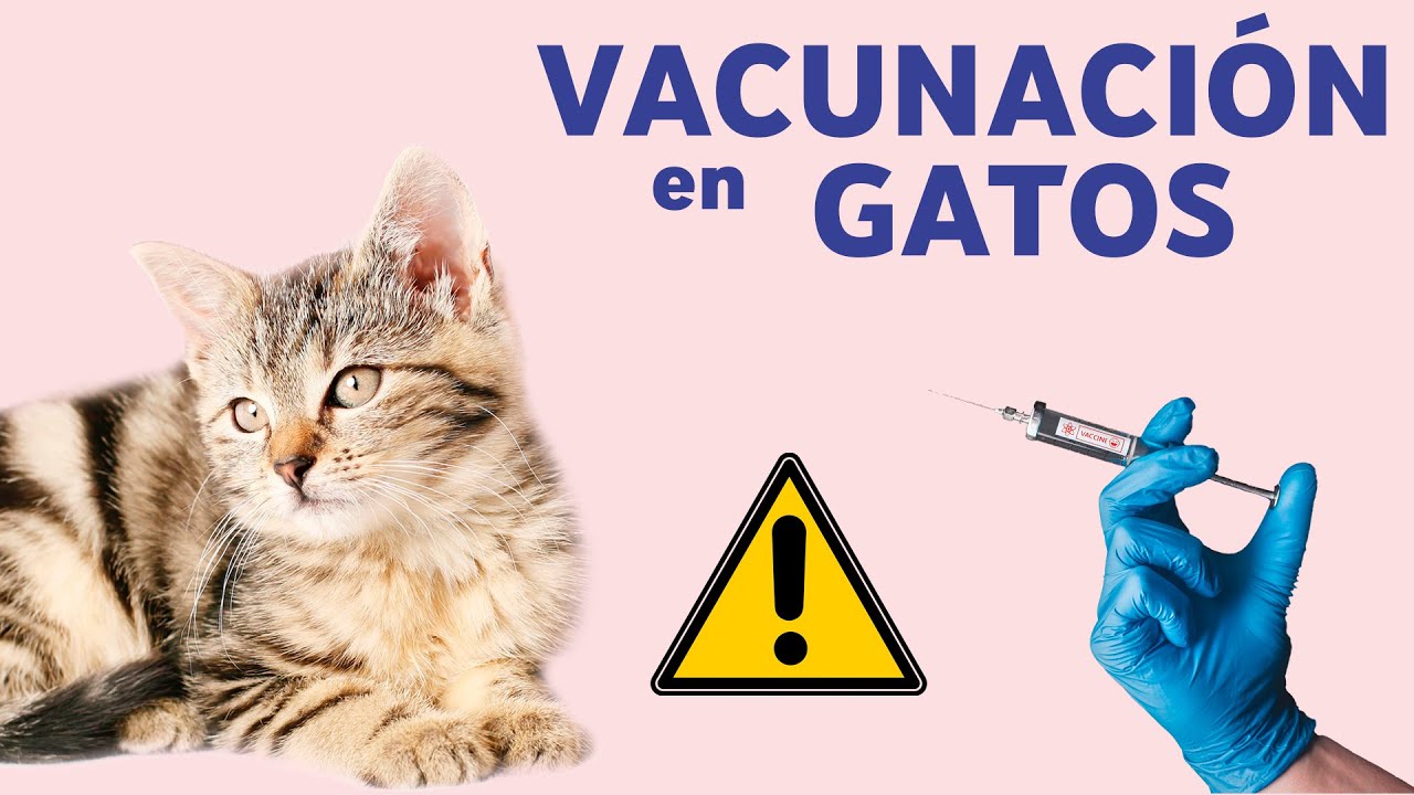 Vacunación para GATOS: TODO lo que tienes que saber