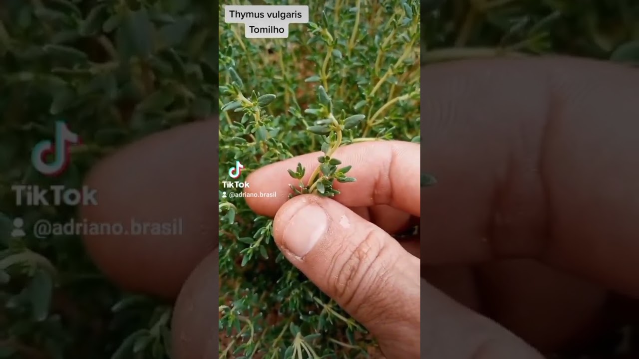 Benefícios do tomilho