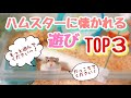 ハムスターに懐いてもらえる遊びTOP３