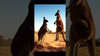 Red Kangaroos Mid-Air Boxing Match in Australian Outback