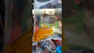 Cichlid Fish কেনার আগে দেখুন #shortvideo #shorts #short #viral #viralvideo #viralshorts